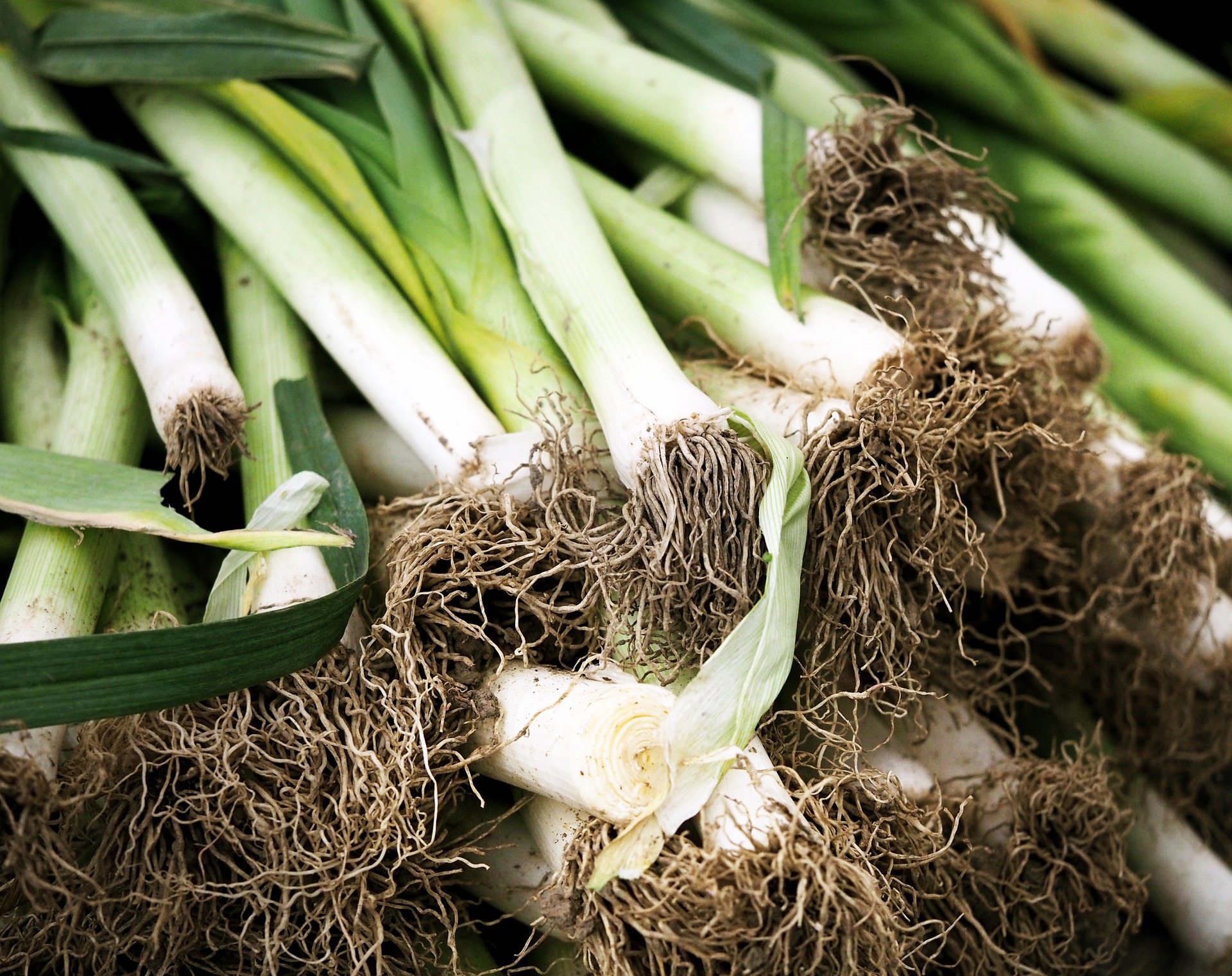 Freshly picked leeks